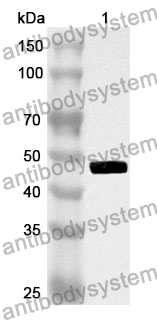 Anti-CD83 Polyclonal Antibody