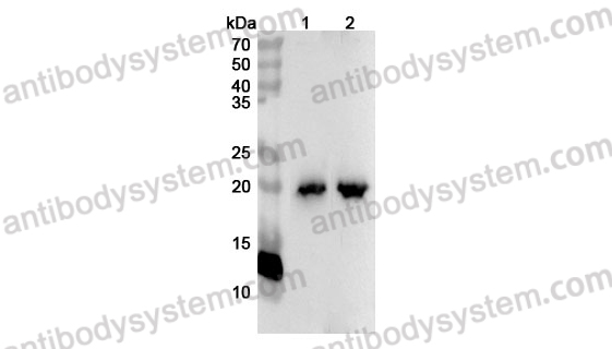 Anti-MYL7 Polyclonal Antibody