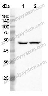 Anti-CAP1 Polyclonal Antibody