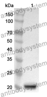 Anti-Human DEFA5 Polyclonal Antibody