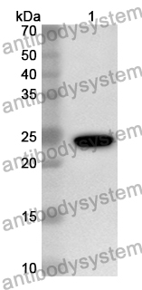 Anti-FLI1 Polyclonal Antibody