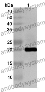 Anti-POU5F1/OCT3/OCT4 Polyclonal Antibody