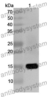 Anti-ROR1 Polyclonal Antibody