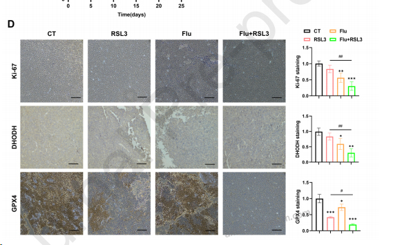 Immunohistochemistry for Anti-DHODH Polyclonal Antibody ?>