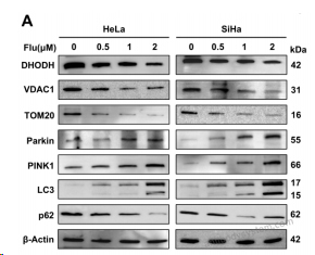 Western Blot for Anti-DHODH Polyclonal Antibody ?>