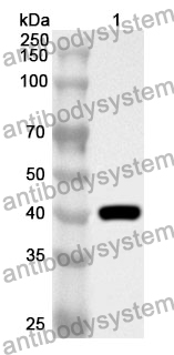 Anti-DHODH Polyclonal Antibody