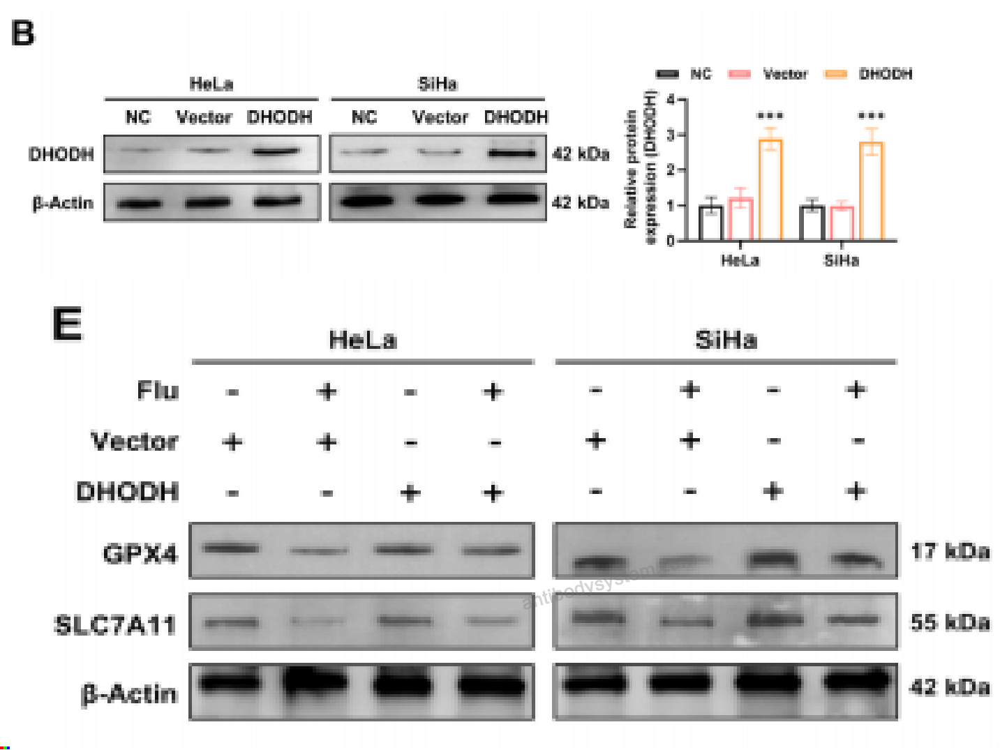 Western Blot for Anti-DHODH Polyclonal Antibody ?>