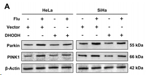 Western Blot for Anti-DHODH Polyclonal Antibody ?>
