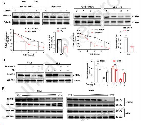 Western Blot for Anti-DHODH Polyclonal Antibody ?>