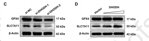 Western Blot for Anti-DHODH Polyclonal Antibody ?>