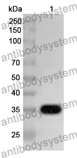 Anti-IRF8 Polyclonal Antibody