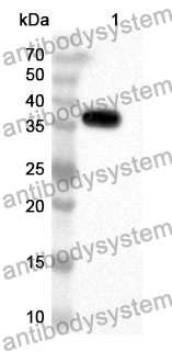 Anti-MAP2K1 Polyclonal Antibody