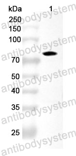 Anti-FKBP4 Polyclonal Antibody