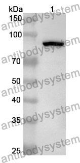 Anti-Human DST/Dystonin Polyclonal Antibody