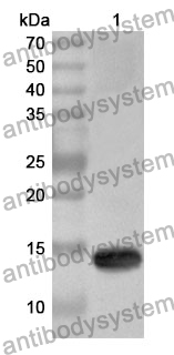 Anti-CAV1 Polyclonal Antibody