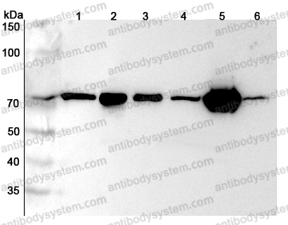 Anti-Human LMNB2 Polyclonal Antibody