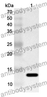 Anti-TFF2 Polyclonal Antibody