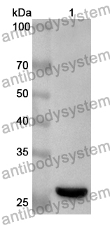 Anti-HSF2 Polyclonal Antibody