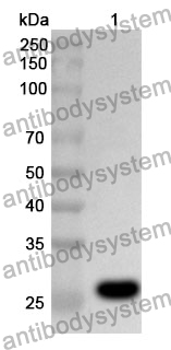 Anti-RELA Polyclonal Antibody