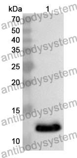 Anti-Human UBXN1 Polyclonal Antibody