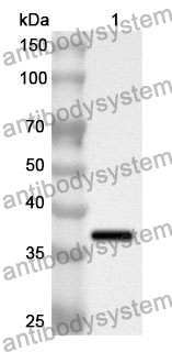 Anti-Human TLE3 Polyclonal Antibody