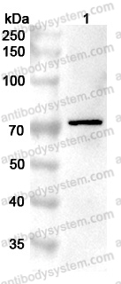 Anti-PRKCQ Polyclonal Antibody