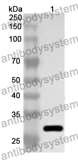 Anti-Human CD136/MST1R Polyclonal Antibody