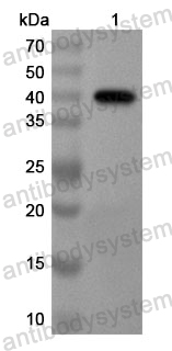 Anti-Human CSTF1 Polyclonal Antibody