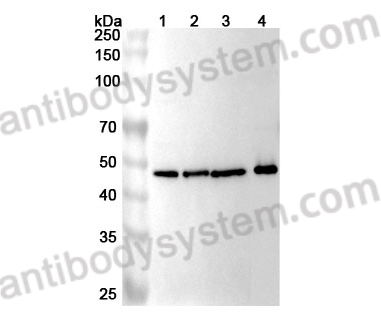 Anti-Human ICA1 Polyclonal Antibody