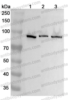 Anti-Human DNM1 Polyclonal Antibody