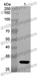 Anti-EEF1A2 Polyclonal Antibody