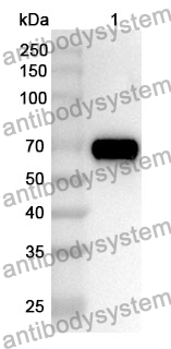 Anti-PTPN11 Polyclonal Antibody