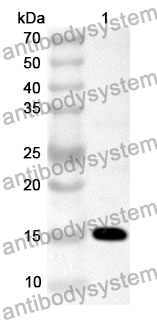 Anti-REG3A Polyclonal Antibody