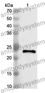 Anti-Human MEF2C Polyclonal Antibody