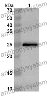 Anti-APLP2 Polyclonal Antibody