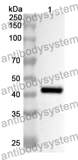 Anti-FMOD Polyclonal Antibody