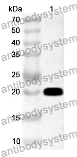 Anti-CD137/TNFRSF9 Polyclonal Antibody