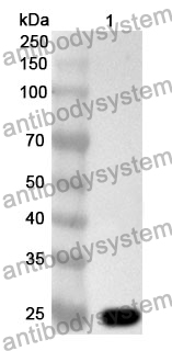 Anti-C1QBP Polyclonal Antibody