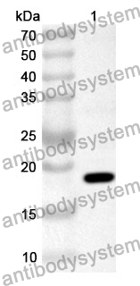 Anti-CD69 Polyclonal Antibody