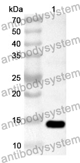 Anti-CXCL9/MIG Polyclonal Antibody