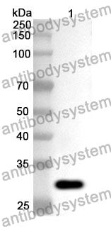 Anti-BCL2L1 Polyclonal Antibody