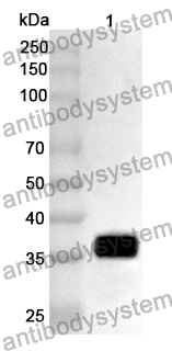 Anti-MCL1 Polyclonal Antibody