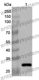 Anti-CD91/LRP1 Polyclonal Antibody