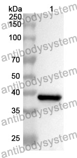 Anti-GM130/GOLGA2 Polyclonal Antibody