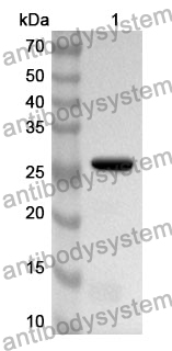 Anti-LOXL1 Polyclonal Antibody