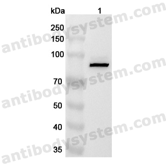 Anti-Human PDE4C Polyclonal Antibody