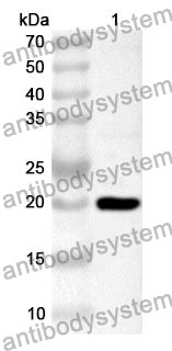 Anti-CD300c Polyclonal Antibody