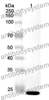 Anti-PPID Polyclonal Antibody