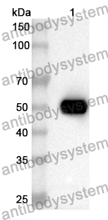 Anti-Human SSRP1 Polyclonal Antibody