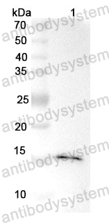 Anti-EP300 Polyclonal Antibody